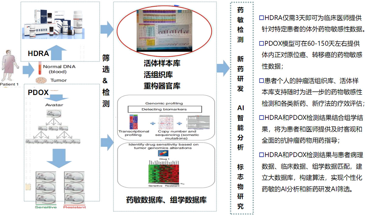 体内外肿瘤药敏检测协同AI指导肿瘤个体化医学